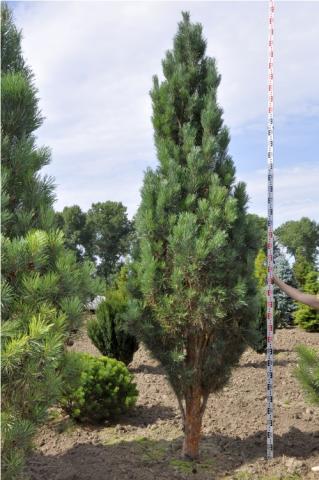 Pinus sylvestris 'Fastigiata'
